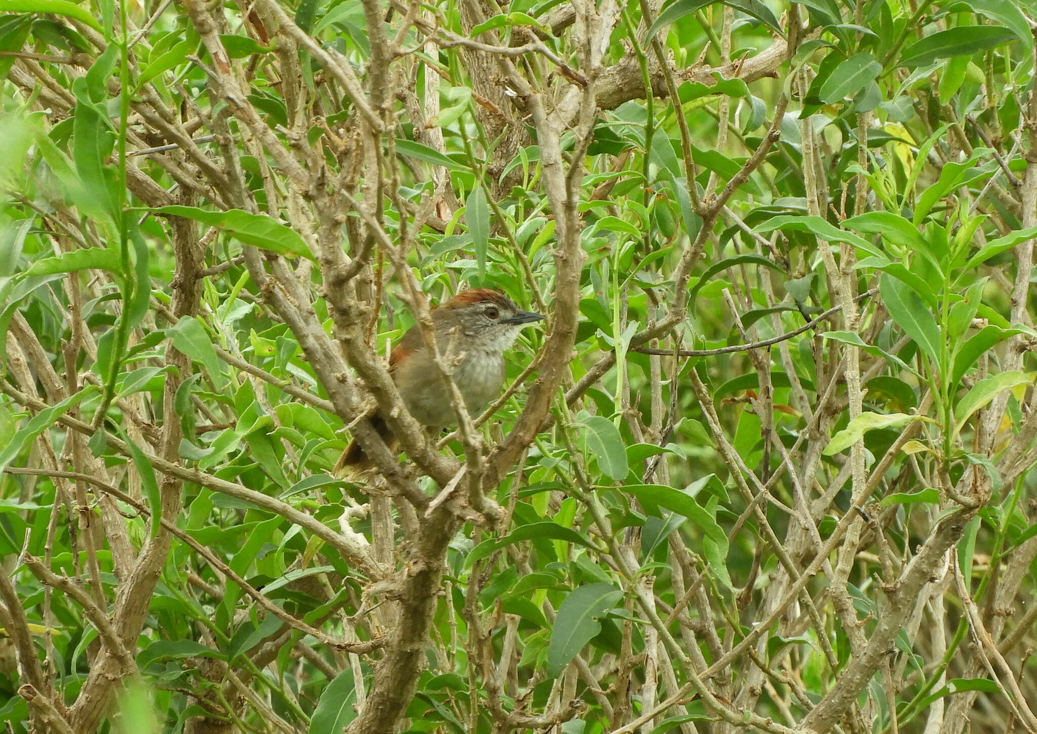 Pale-breasted Spinetail (Synallaxis albescens), photo 10