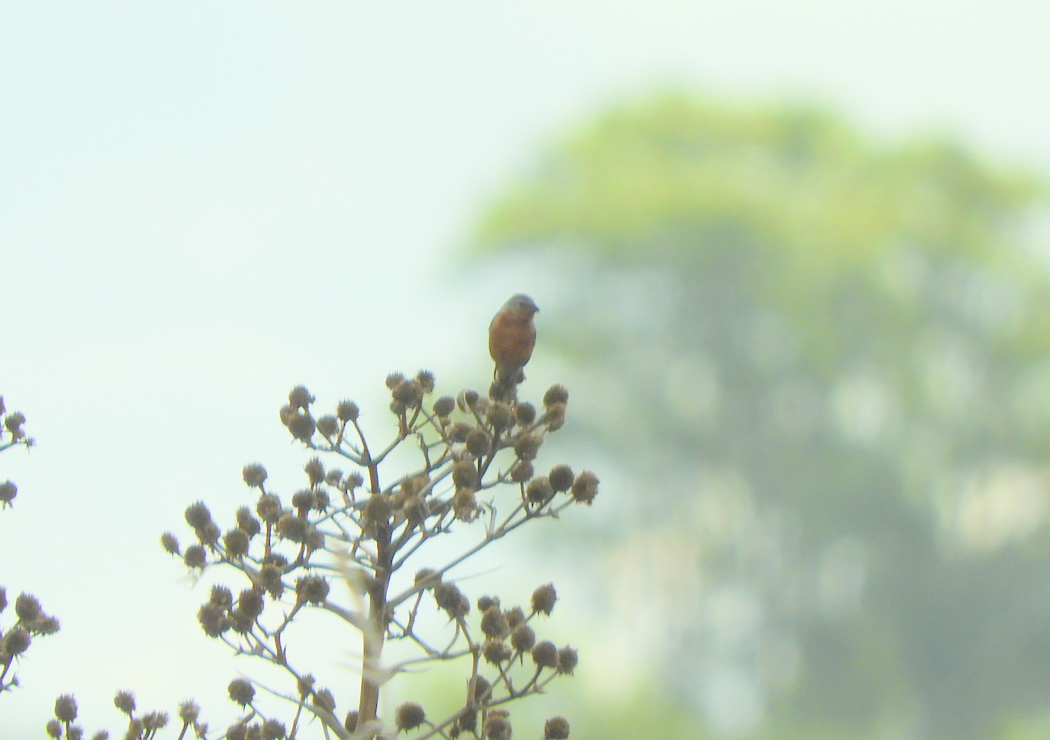 Rufous-rumped Seedeater (Sporophila hypochroma), photo 4