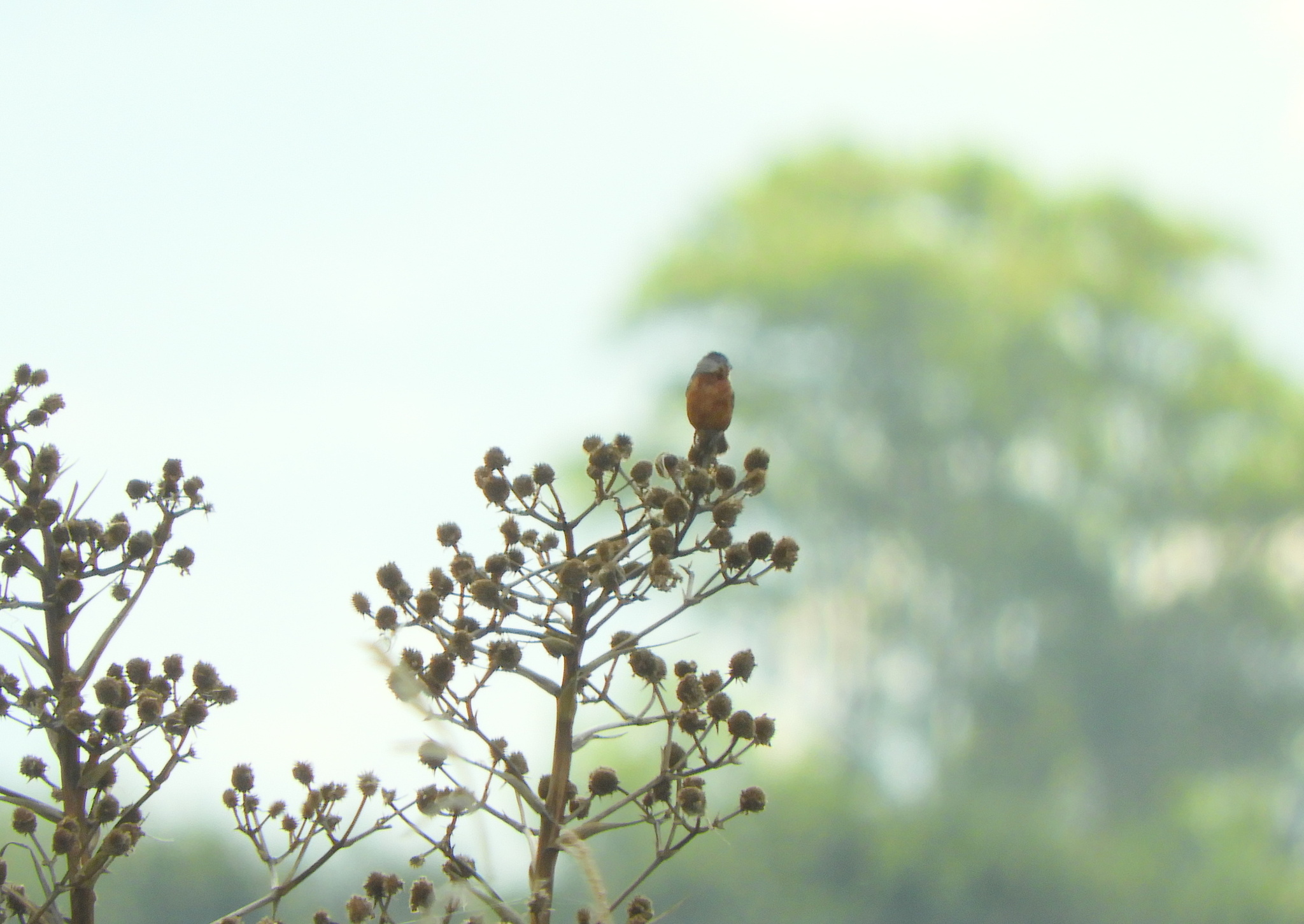 Rufous-rumped Seedeater (Sporophila hypochroma), photo 6