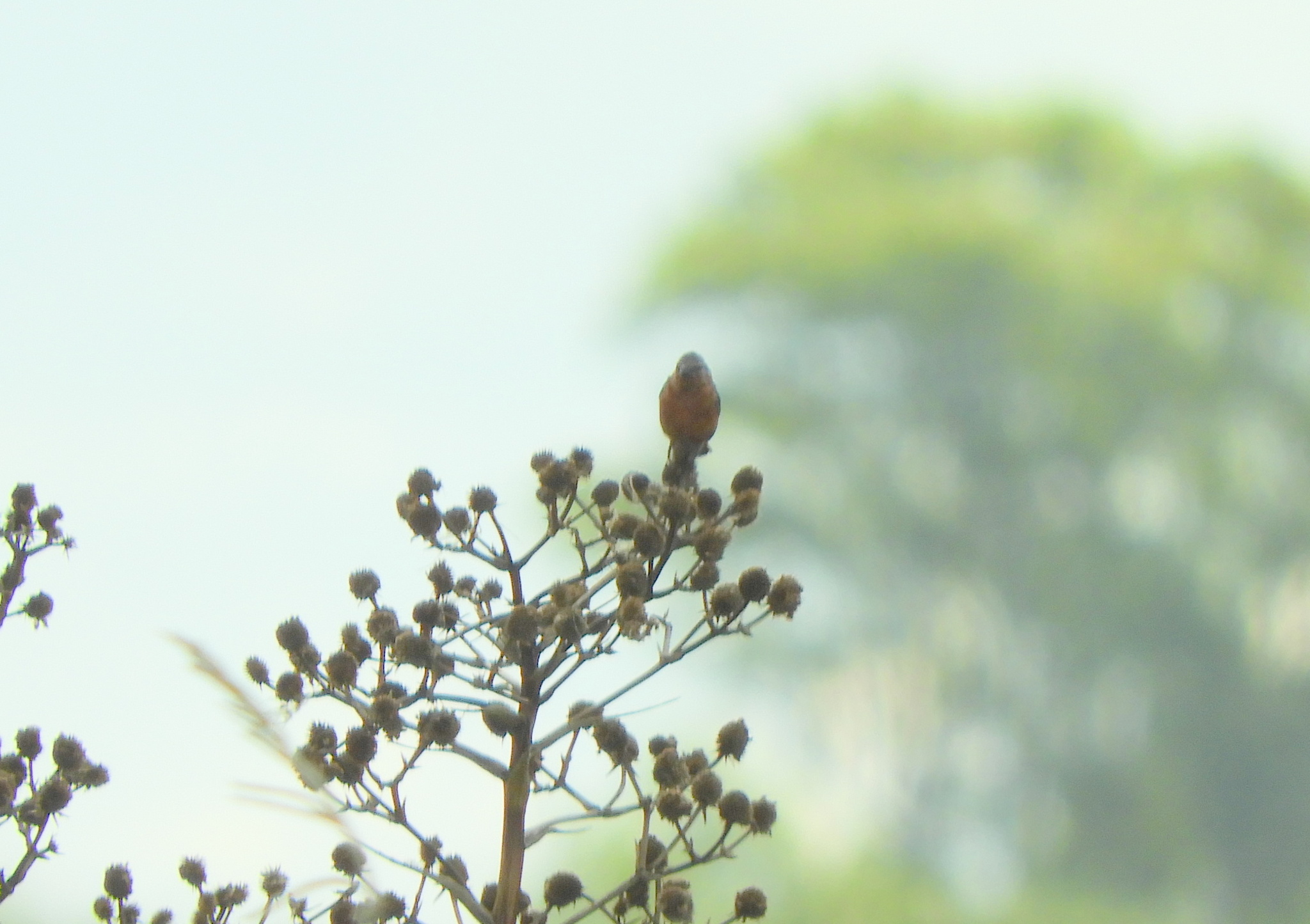 Rufous-rumped Seedeater (Sporophila hypochroma), photo 3
