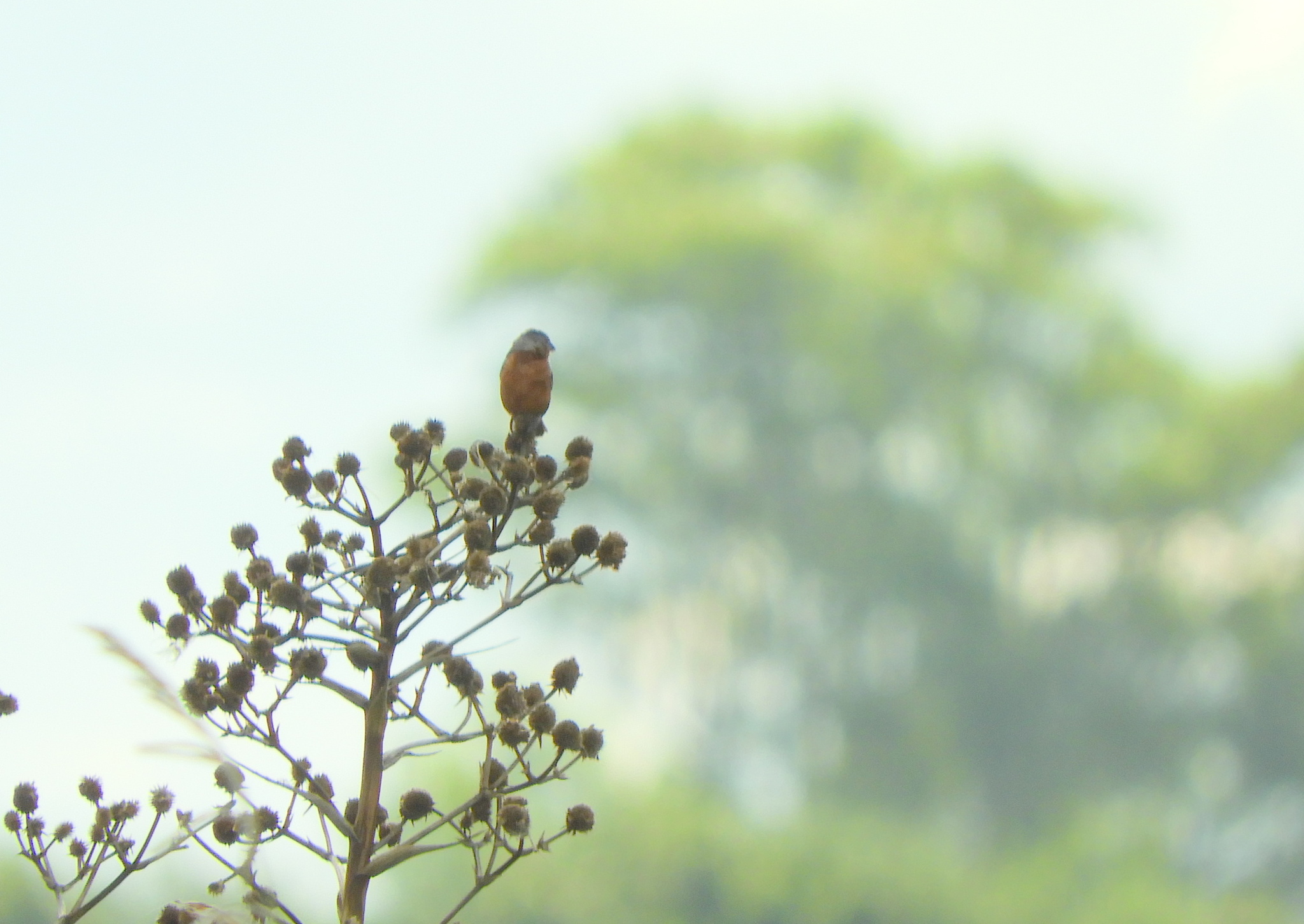 Rufous-rumped Seedeater (Sporophila hypochroma), photo 2