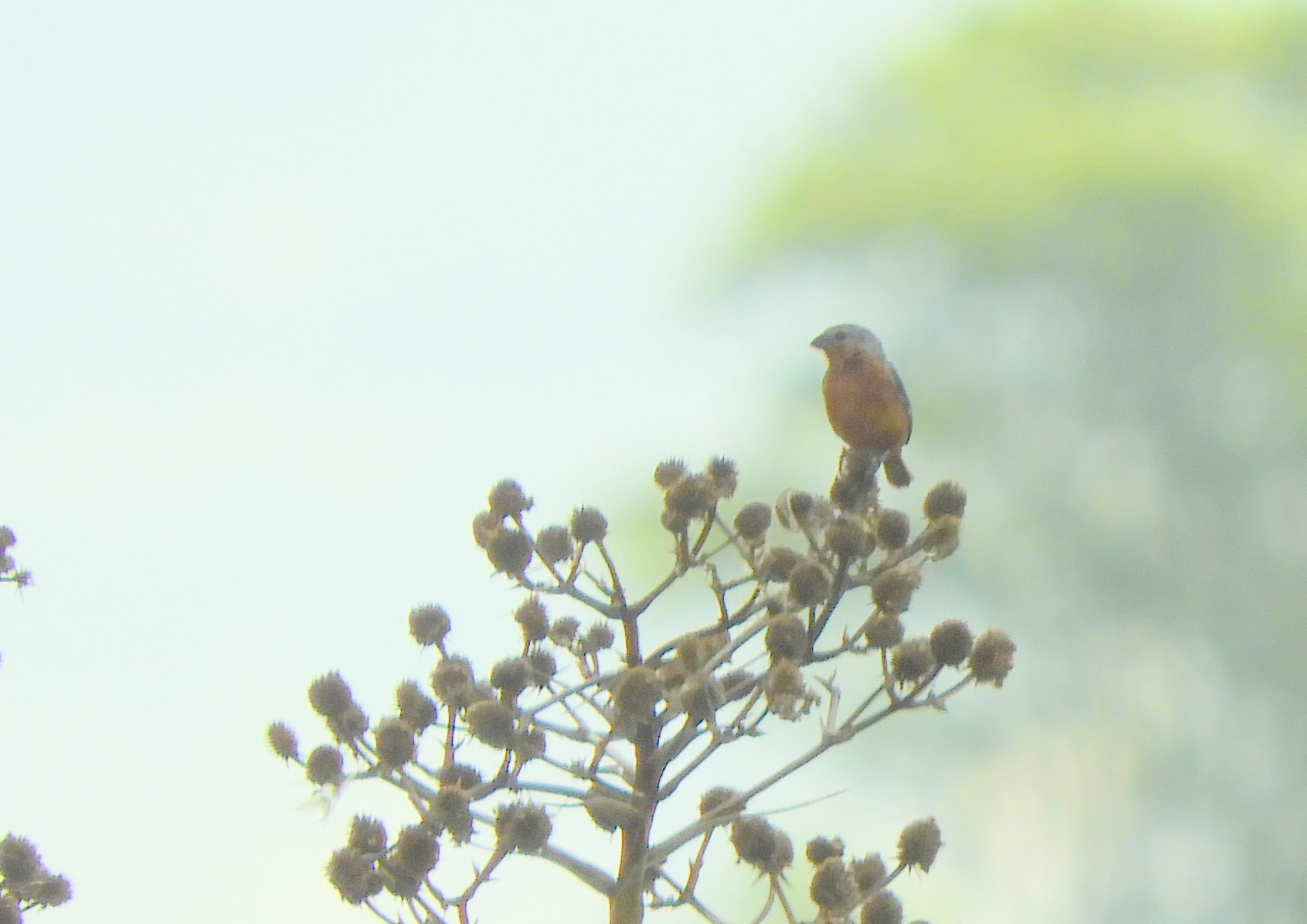 Rufous-rumped Seedeater (Sporophila hypochroma), photo 5