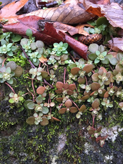 Sedum ternatum