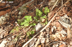Chelidonium asiaticum