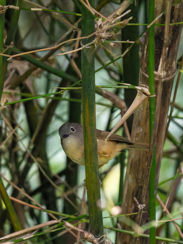 Huet's Fulvetta (Alcippe hueti), photo 6