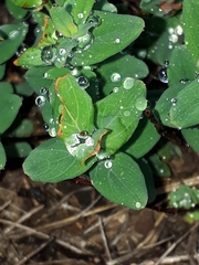 Hypericum aethiopicum