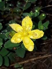Hypericum aethiopicum