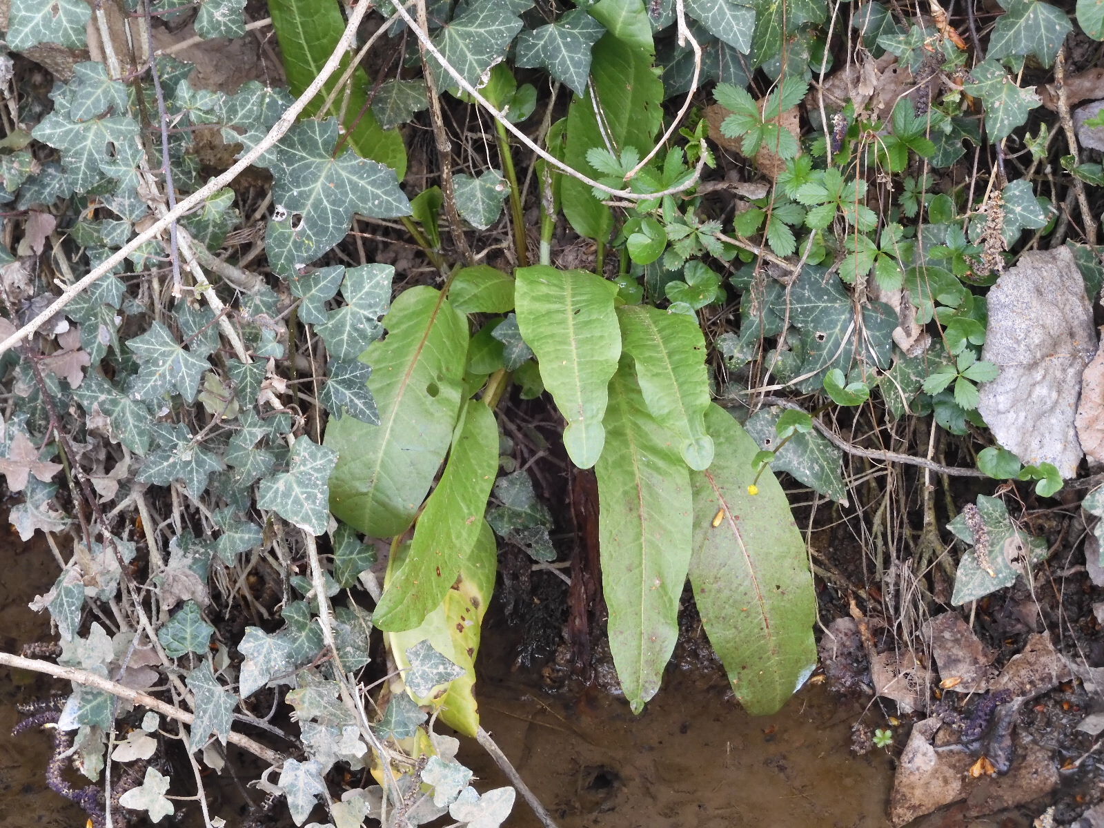 Imagem de Labaça-amontoada