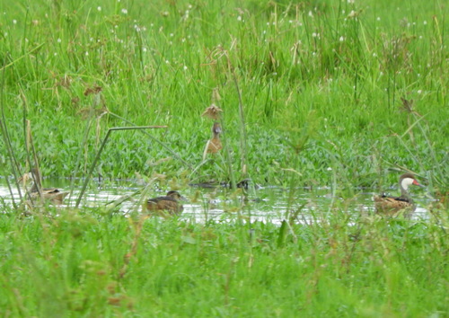 Black-headed Duck (Heteronetta atricapilla), photo 6