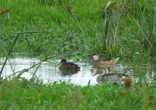 Black-headed Duck (Heteronetta atricapilla), photo 5