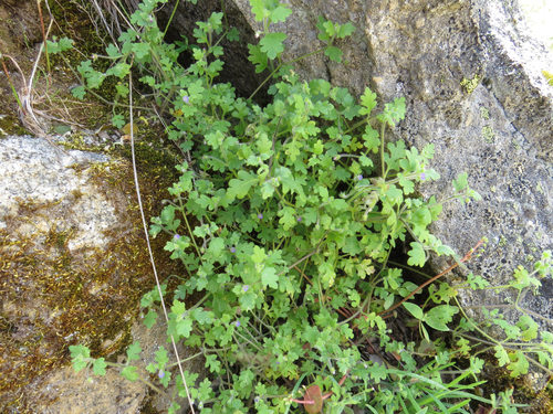 Nemophila parviflora var. quercifolia