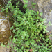 Oak-leaved Nemophila - Photo (c) rufdiamond, some rights reserved (CC BY-NC), uploaded by rufdiamond