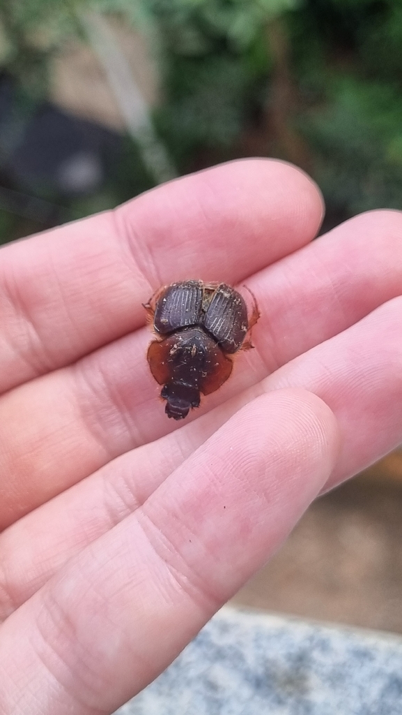 Athyreus brasilicus