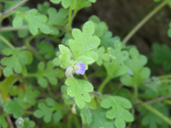 Nemophila parviflora quercifolia