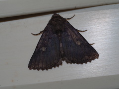 Hypersypnoides submarginata