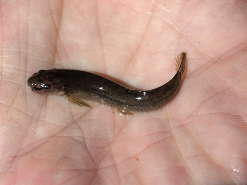 Flathead loach (Oreonectes platycephalus) — Nemacheilidae — 2