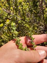 Indigofera candolleana