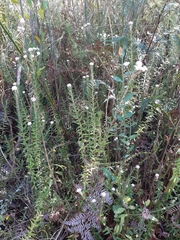 Phylica nervosa