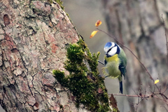 Cyanistes caeruleus