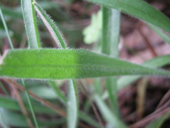 Plantago varia
