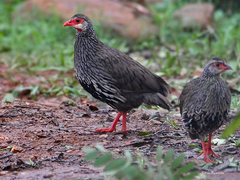 Pternistis afer melanogaster