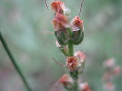Plantago varia