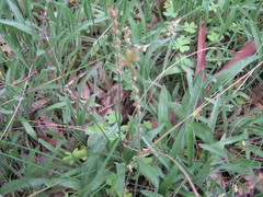 Plantago varia