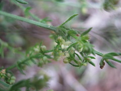 Galium gaudichaudii