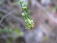 Galium gaudichaudii