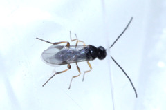 Microgastrinae