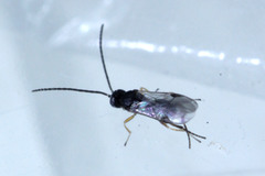 Microgastrinae