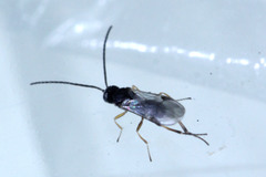 Microgastrinae