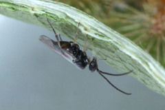 Microgastrinae