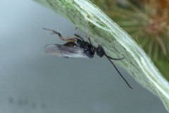 Microgastrinae