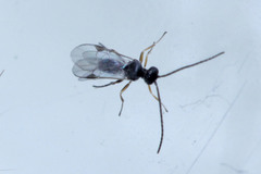 Microgastrinae