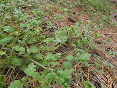 Nemophila parviflora quercifolia