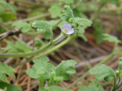 Nemophila parviflora quercifolia