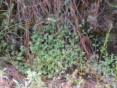 Nemophila parviflora quercifolia