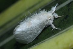 Lymantriinae