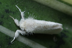Lymantriinae