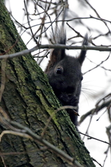 Sciurus vulgaris