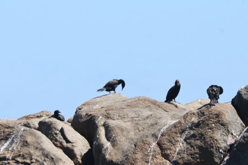 iNaturalist: (c) jandutoit, some rights reserved (CC BY-NC) iNaturalist image