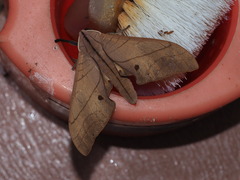 Marumba cristata bukaiana