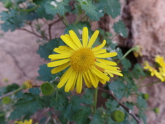 Perityle leptoglossa