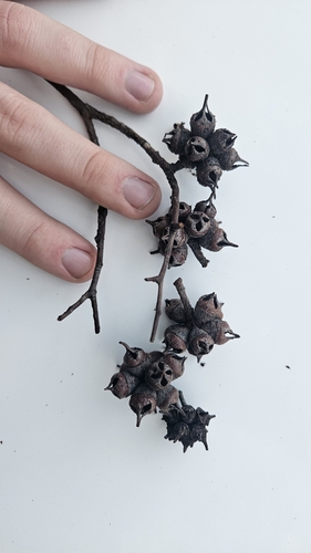 Yate (Eucalyptus cornuta)