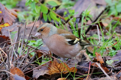 Fringilla coelebs