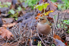 Fringilla coelebs