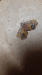 Penthicodes pulchellus