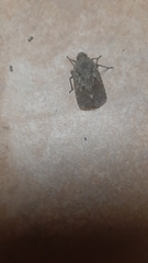 Penthicodes pulchellus