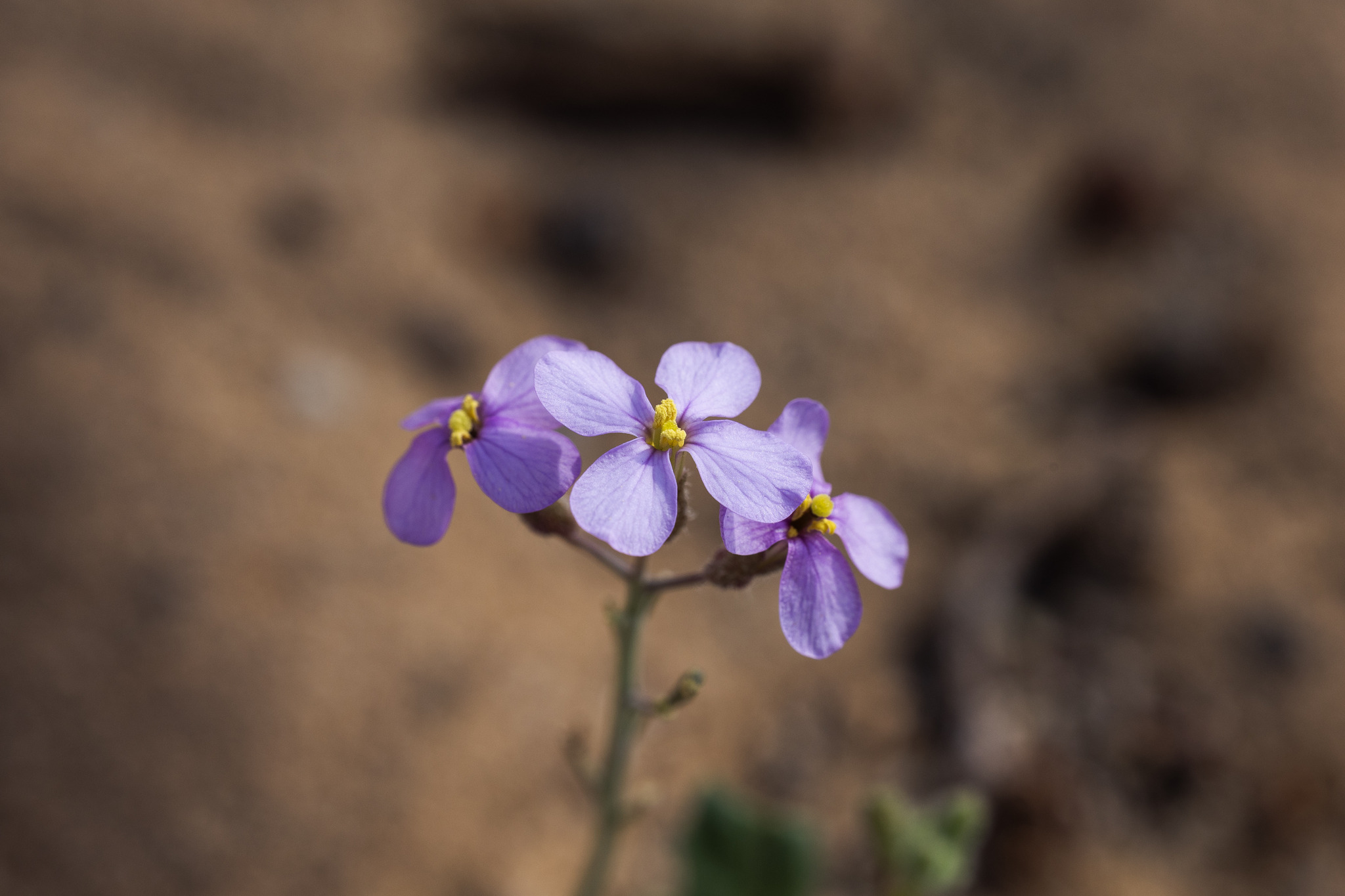 Diplotaxis acris
